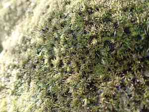 Low pincushion moss(Leucobryum albidum)