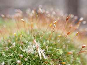 Low pincushion moss(Leucobryum albidum)