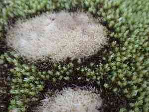 Low pincushion moss(Leucobryum albidum)