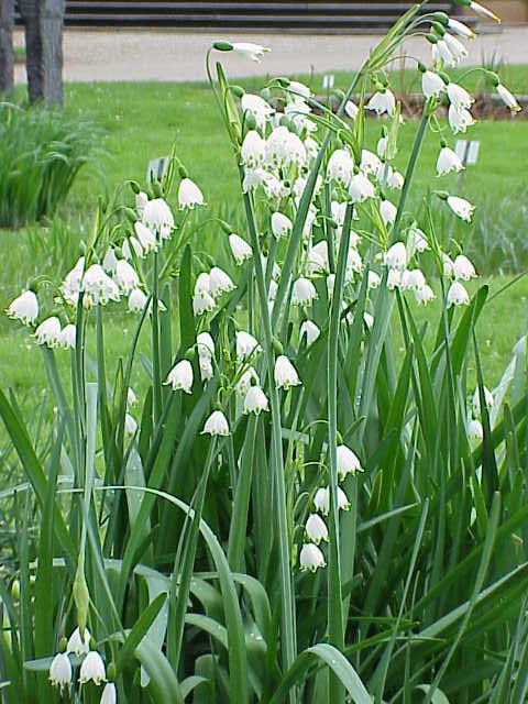 Summer snowflake