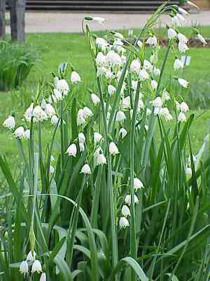 Summer snowflake(Leucojum aestivum)