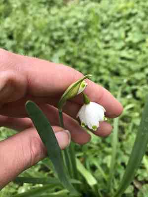 Summer snowflake(Leucojum aestivum)