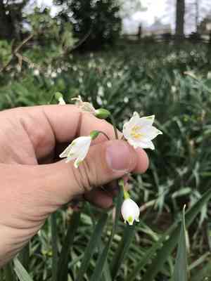 Summer snowflake(Leucojum aestivum)