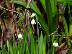 Summer snowflake(Leucojum aestivum)