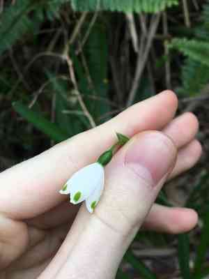 Summer snowflake(Leucojum aestivum)