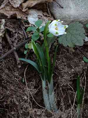 Spring snowflake(Leucojum vernum)