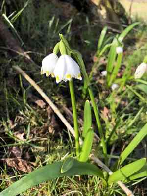 Spring snowflake(Leucojum vernum)
