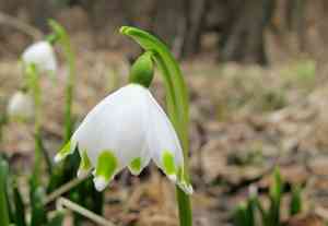 Spring snowflake(Leucojum vernum)