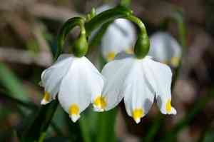 Spring snowflake(Leucojum vernum)