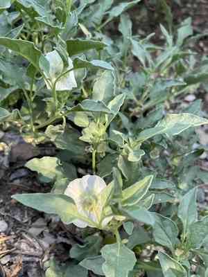 Dwarf chamaesaracha(Leucophysalis nana)