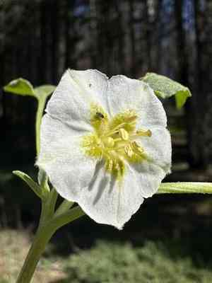 Dwarf chamaesaracha(Leucophysalis nana)