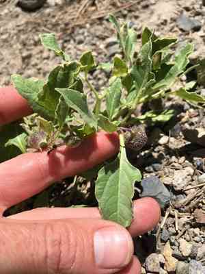 Dwarf chamaesaracha(Leucophysalis nana)