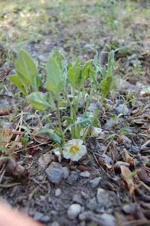 Dwarf chamaesaracha(Leucophysalis nana)