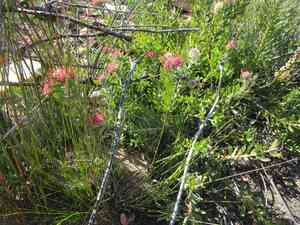 Leucospermum royenifolium(Leucospermum royenifolium)