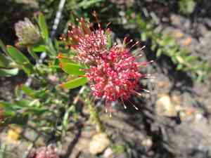 Leucospermum royenifolium(Leucospermum royenifolium)