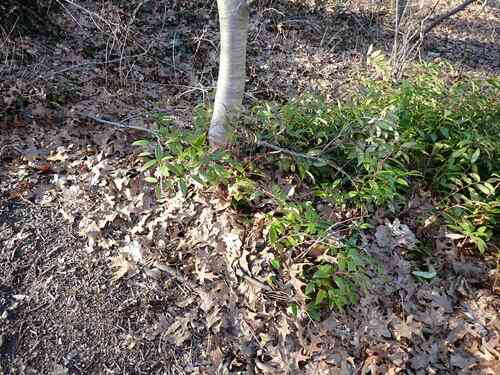 Coastal doghobble(Leucothoe axillaris)