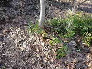 Coastal doghobble(Leucothoe axillaris)