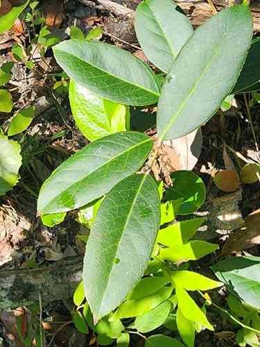 Coastal doghobble(Leucothoe axillaris)