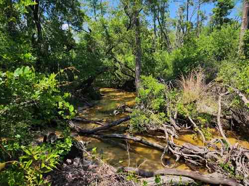 Coastal doghobble(Leucothoe axillaris)