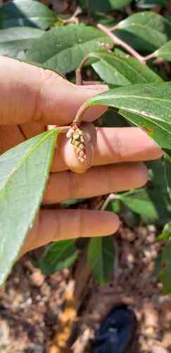 Coastal doghobble(Leucothoe axillaris)