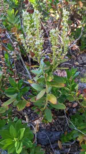 Sierra laurel(Leucothoe davisiae)