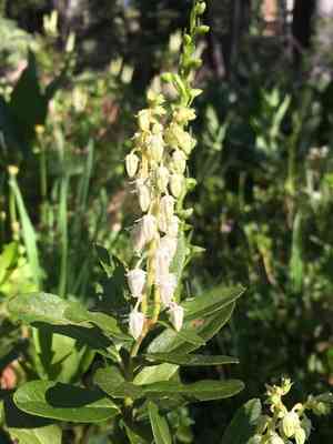 Sierra laurel(Leucothoe davisiae)