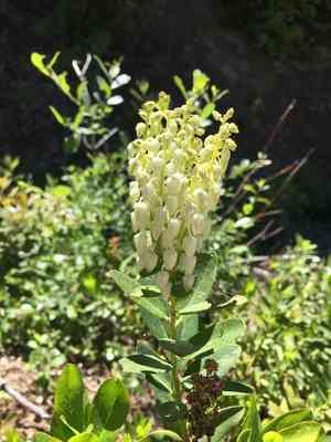 Sierra laurel(Leucothoe davisiae)