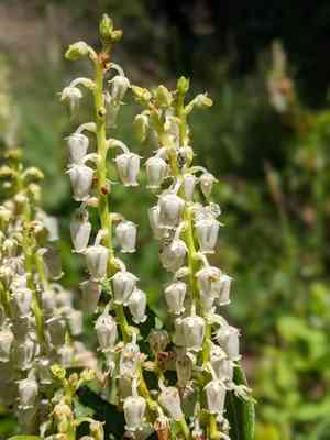 Sierra laurel(Leucothoe davisiae)