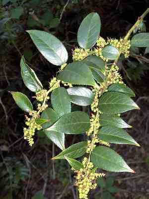 Mountain doghobble(Leucothoe fontanesiana)