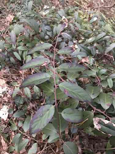 Mountain doghobble(Leucothoe fontanesiana)