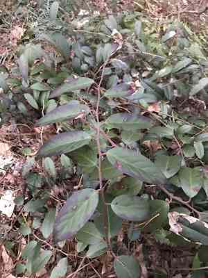 Mountain doghobble(Leucothoe fontanesiana)