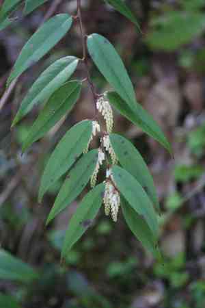Mountain doghobble(Leucothoe fontanesiana)