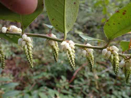 Mountain doghobble(Leucothoe fontanesiana)