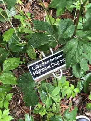 Mountain doghobble(Leucothoe fontanesiana)