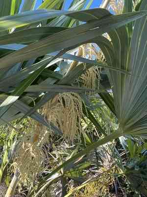 Key thatch palm(Leucothrinax morrisii)