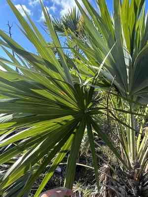 Key thatch palm(Leucothrinax morrisii)