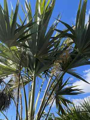 Key thatch palm(Leucothrinax morrisii)