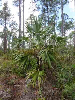 Key thatch palm(Leucothrinax morrisii)