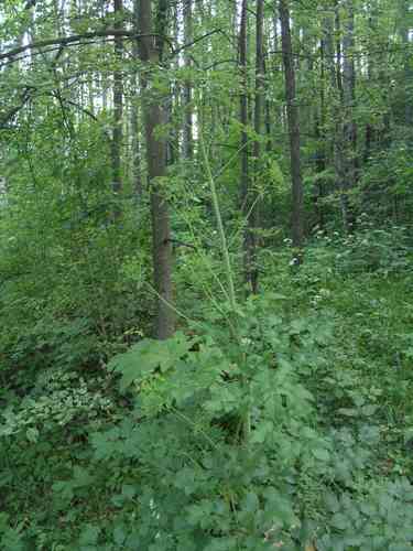 Lovage(Levisticum officinale)