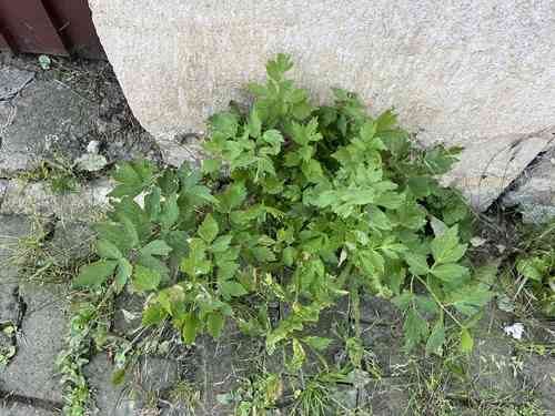 Lovage(Levisticum officinale)