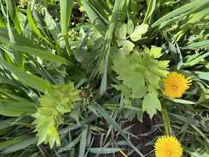 Lovage(Levisticum officinale)