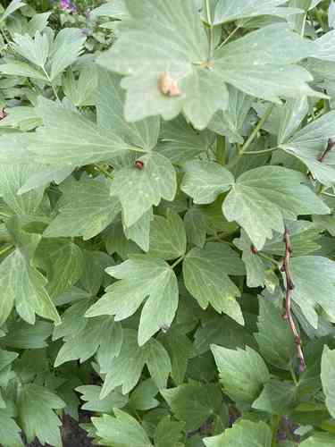 Lovage(Levisticum officinale)