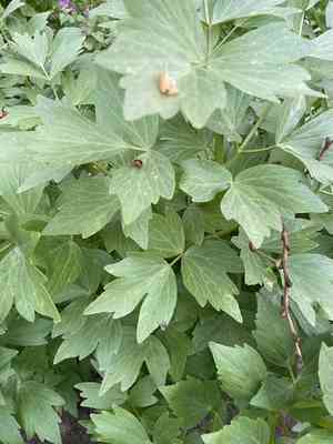 Lovage(Levisticum officinale)
