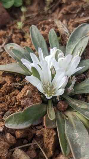 Shortsepal lewisia(Lewisia brachycalyx)