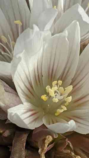 Shortsepal lewisia(Lewisia brachycalyx)