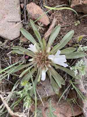 Shortsepal lewisia(Lewisia brachycalyx)