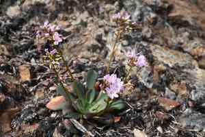 Siskiyou lewisia(Lewisia cotyledon)