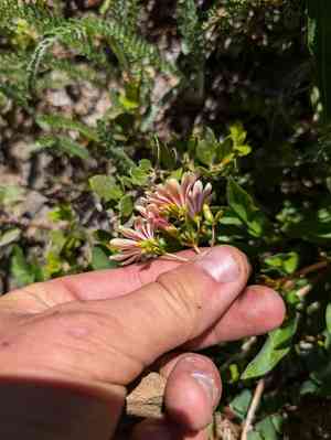 Siskiyou lewisia(Lewisia cotyledon)
