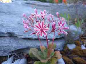 Siskiyou lewisia(Lewisia cotyledon)
