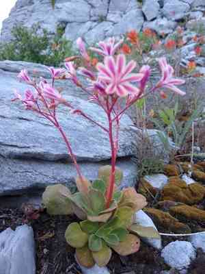 Siskiyou lewisia(Lewisia cotyledon)